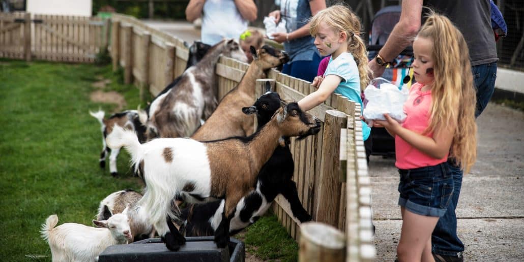 Animal Feeding