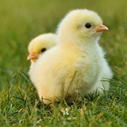 Chick Handling